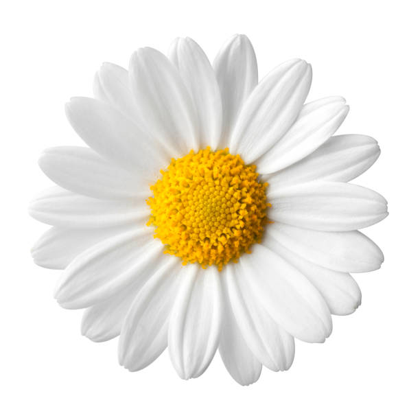 margherita su sfondo bianco - daisy flowers foto e immagini stock