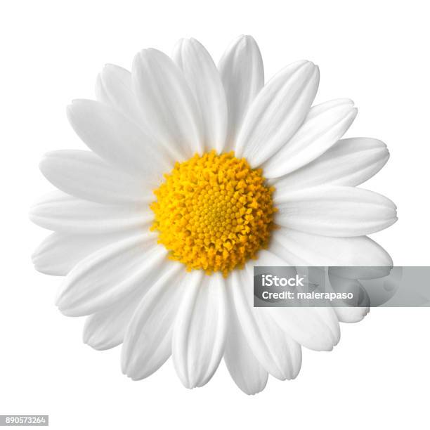 Daisy On A White Background Stock Photo - Download Image Now - Flower, Daisy, Cut Out