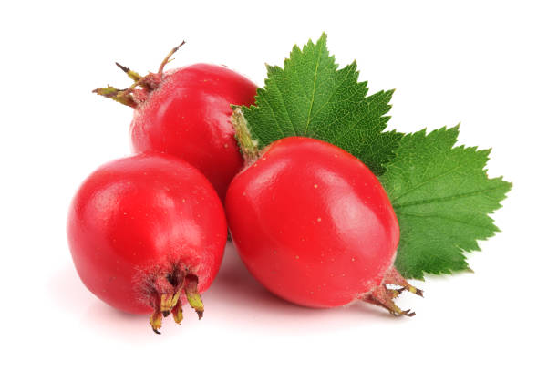 istock Hawthorn berry with leaf isolated on white background close-up 890576118