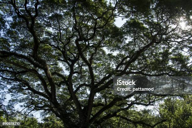 Branches Of Big Trees Background Stock Photo - Download Image Now - Branch - Plant Part, Environment, Forest