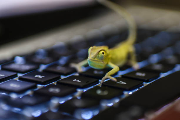Baby chameleon on a computer stock photo