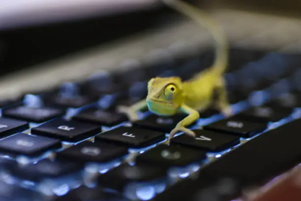 Photo of Baby chameleon on a computer