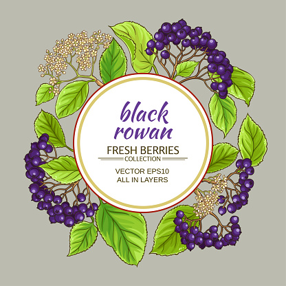 Black Rowan Vector Frame Stock Illustration - Download Image Now ...