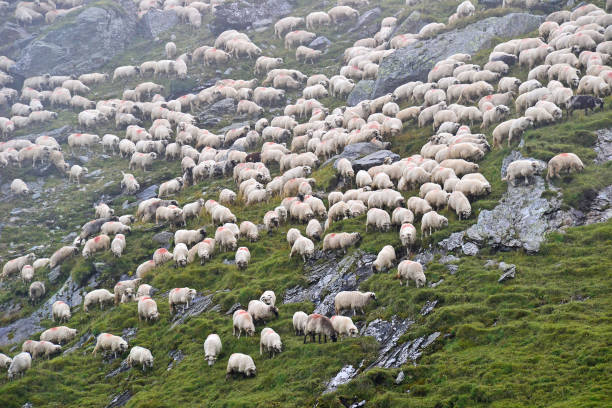 sheep-on-the-side-of-the-