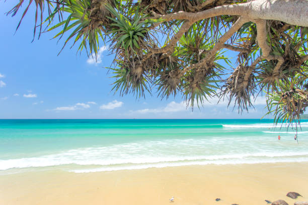 Byron Bay's main beach looking at Jullian Rocks through panadanus palms with blue water