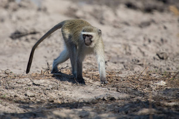 istock Vervet monkey drinking water from a pond with dry mud 890589660