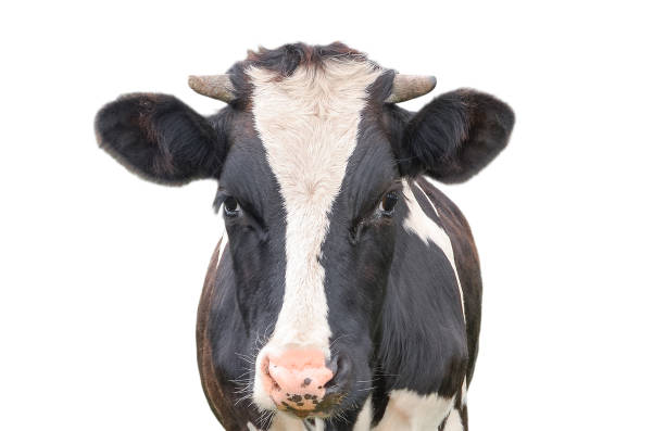 istock Funny cow with big muzzle close up. Farm animal. 890592614