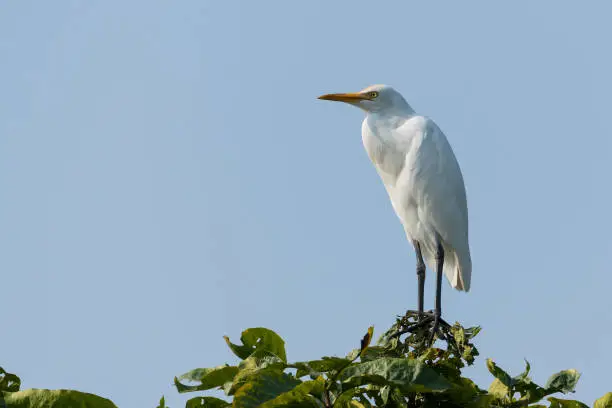 The great egret, also known as the common egret, large egret or great white egret or great white heron is a large, widely distributed egret, with four subspecies found in Asia, Africa, the Americas, and southern Europe