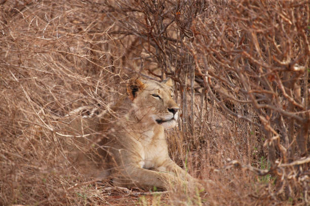 istock Lion a resting in the bush, on safari in Kenya 890598114