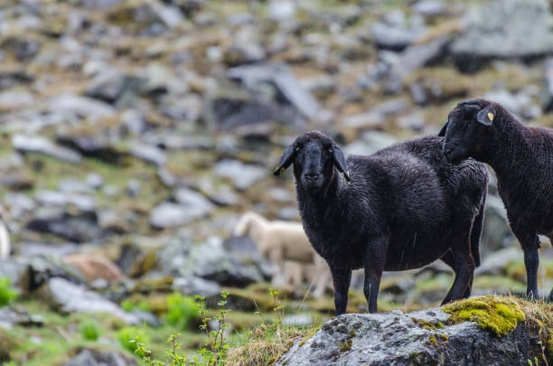 black sheep at rain - sheep fence zoo enclosure imagens e fotografias de stock