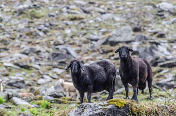 2 つの黒い羊 - sheep fence zoo enclosure ストックフォトと画像