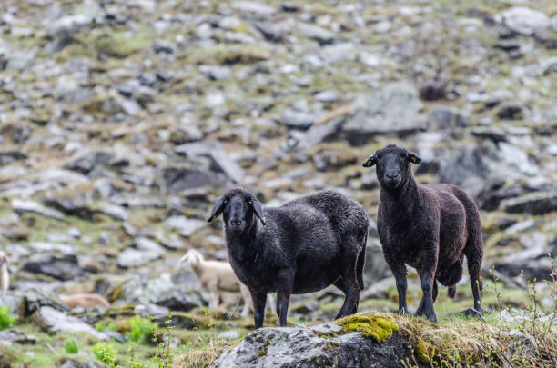 two black sheep - sheep fence zoo enclosure imagens e fotografias de stock