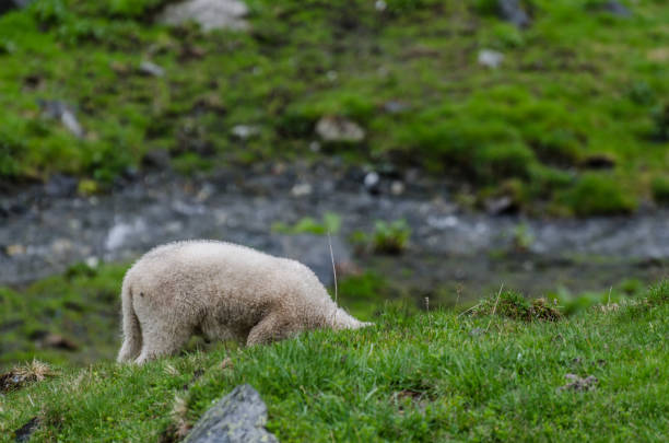 small sheep while eating - sheep fence zoo enclosure imagens e fotografias de stock