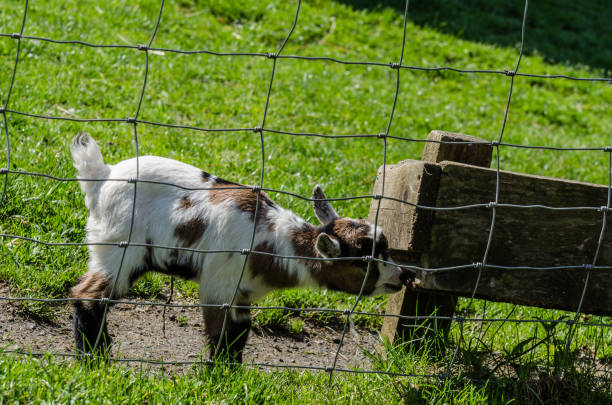 baby goat playing - sheep fence zoo enclosure imagens e fotografias de stock