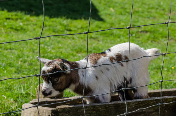 子山羊 - sheep fence zoo enclosure ストックフォトと画像