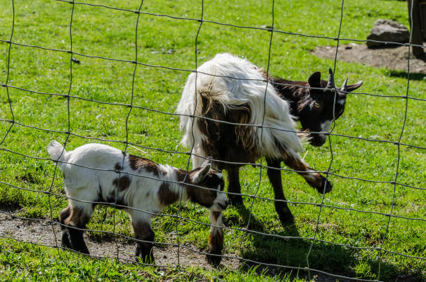 istock baby goat in zoo 890598290