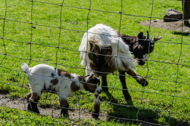 baby goat in zoo - sheep fence zoo enclosure imagens e fotografias de stock