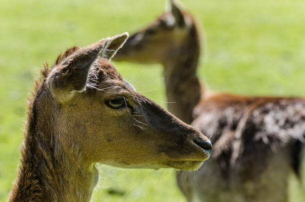 istock deer looks in the wild park 890598294