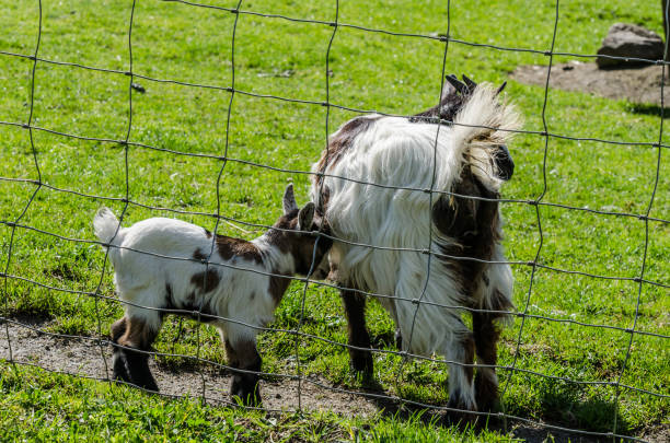 baby goat with mother - sheep fence zoo enclosure imagens e fotografias de stock