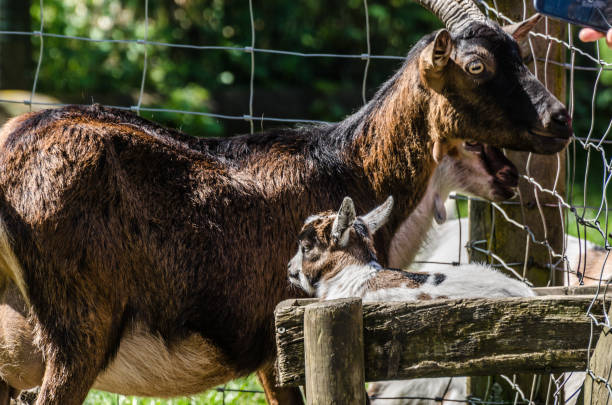 goat and baby - sheep fence zoo enclosure imagens e fotografias de stock