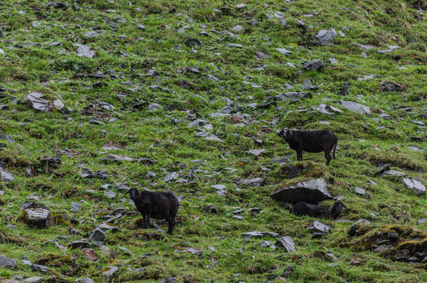 two sheep in the mountains - sheep fence zoo enclosure imagens e fotografias de stock