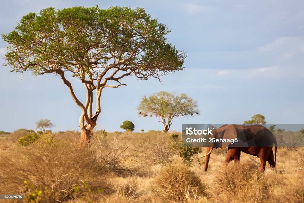 Un elefante en la sabana, safaris en Kenia - Foto de stock de Parque nacional de Tsavo libre de derechos