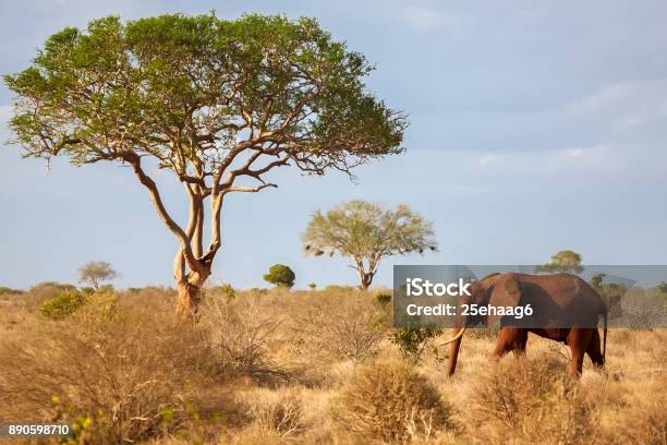 Un Elefante En La Sabana Safaris En Kenia Foto de stock y más banco de imágenes de Parque nacional de Tsavo - Parque nacional de Tsavo, Este, 4x4