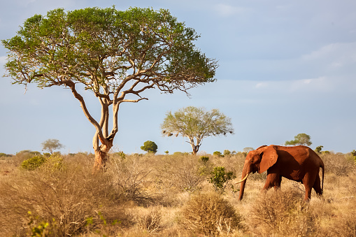 One elephant walking in the savannah, on safari in Kenya