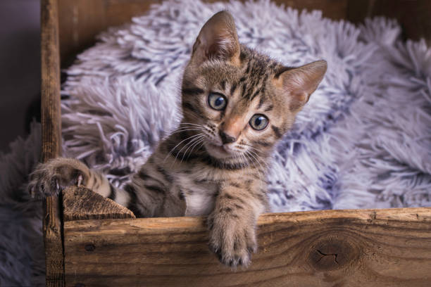 istock A blackspotted Bengal kitten in a wooden box with a fluffy blanket 890601436