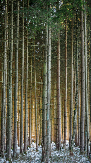 Shining sunlight in a conifer forest in winter. Photograph taken in January near Eglharting, Bavaria, Germany.