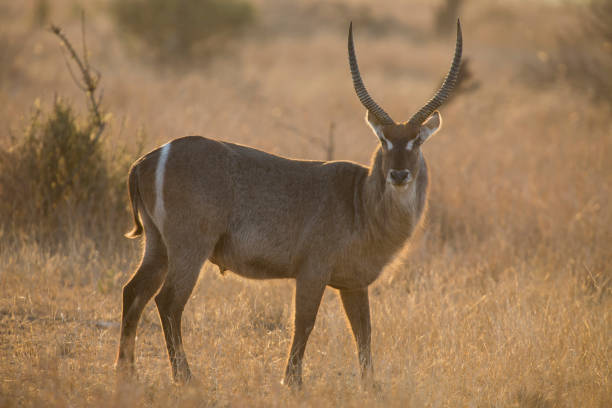 istock Waterbuck bull at sunset with the sun from behind 890604718