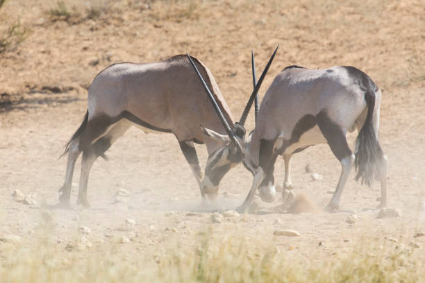 two oryx fight for dominance in the hot kalahari - oryx gazella leucoryx imagens e fotografias de stock