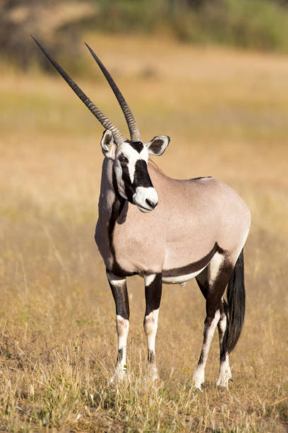 einsame oryx stehend auf einer grasfläche in der heißen sonne der kalahari - gemsbok antelope mammal nature stock-fotos und bilder