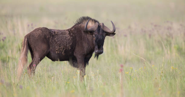 istock Black wildebeest male standing on an open grass plain 890606944