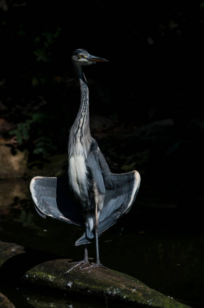 istock The Grey Heron (Ardea cinerea) in the wild 890611908