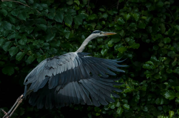 istock The Grey Heron (Ardea cinerea) in the wild 890611998