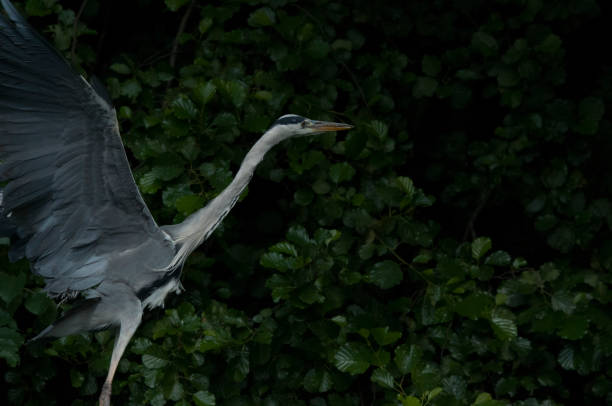 istock The Grey Heron (Ardea cinerea) in the wild 890612140