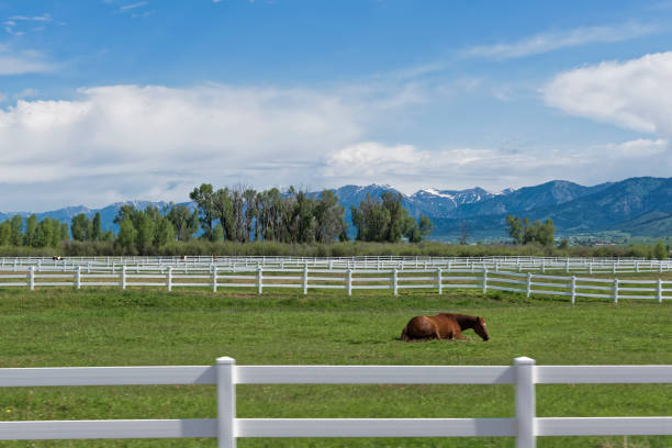istock White Wooden Fence 890612526