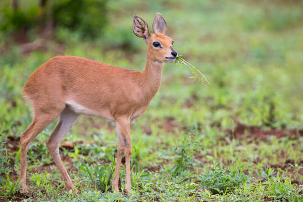 istock Small Steenbok female walking carefully over open and dry ground 890616766