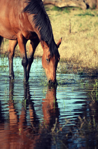 istock Bay horse drinking from watering hole 890616890