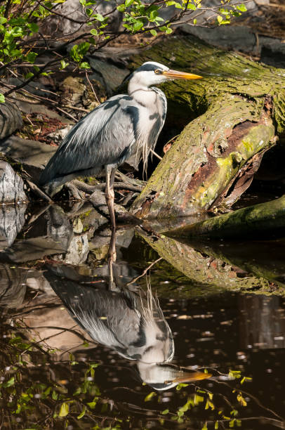 istock The Grey Heron (Ardea cinerea) in the wild 890616986