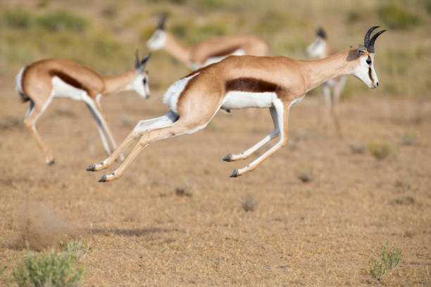 istock Springbok herd prancing happy on a plain in the Kgalagadi 890622180