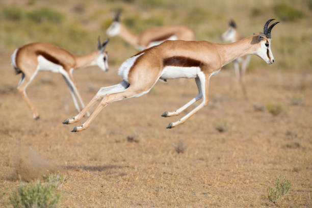 Springbok herd prancing happy on a plain in the Kgalagadi stock photo
