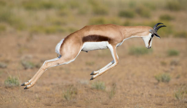 istock Young springbok male prancing happy on a plain in the Kgalagadi 890622198