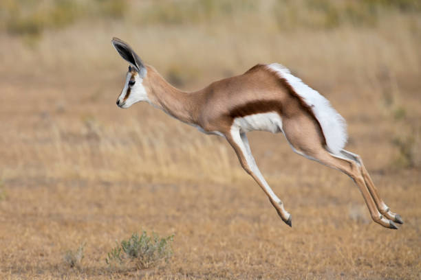 istock Young springbok male prancing happy on a plain in the Kgalagadi 890622248