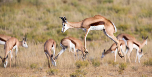 istock Springbok herd prancing happy on a plain in the Kgalagadi 890622298