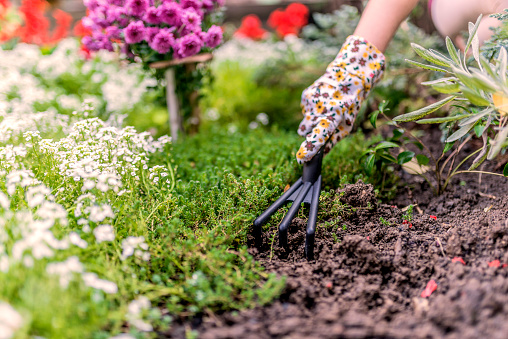 Woman hand planting a beautiful, green leaved plant on a natural, soil background, low angle view. Natural background for advertisements. Photo of Gardeners hands planting flowers with small rake in a garden during bright summer day.