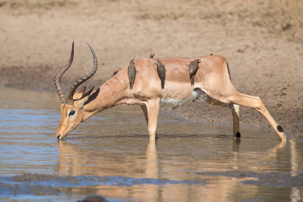 istock Impala ram drink water from a pond with risk of crocodile 890622550