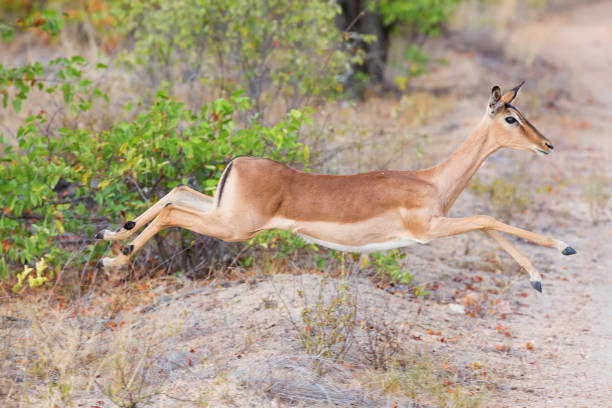 Female impala doe running and jumping away from a danger