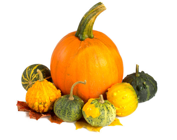 istock colorful pumpkins isolated on white background 890623706